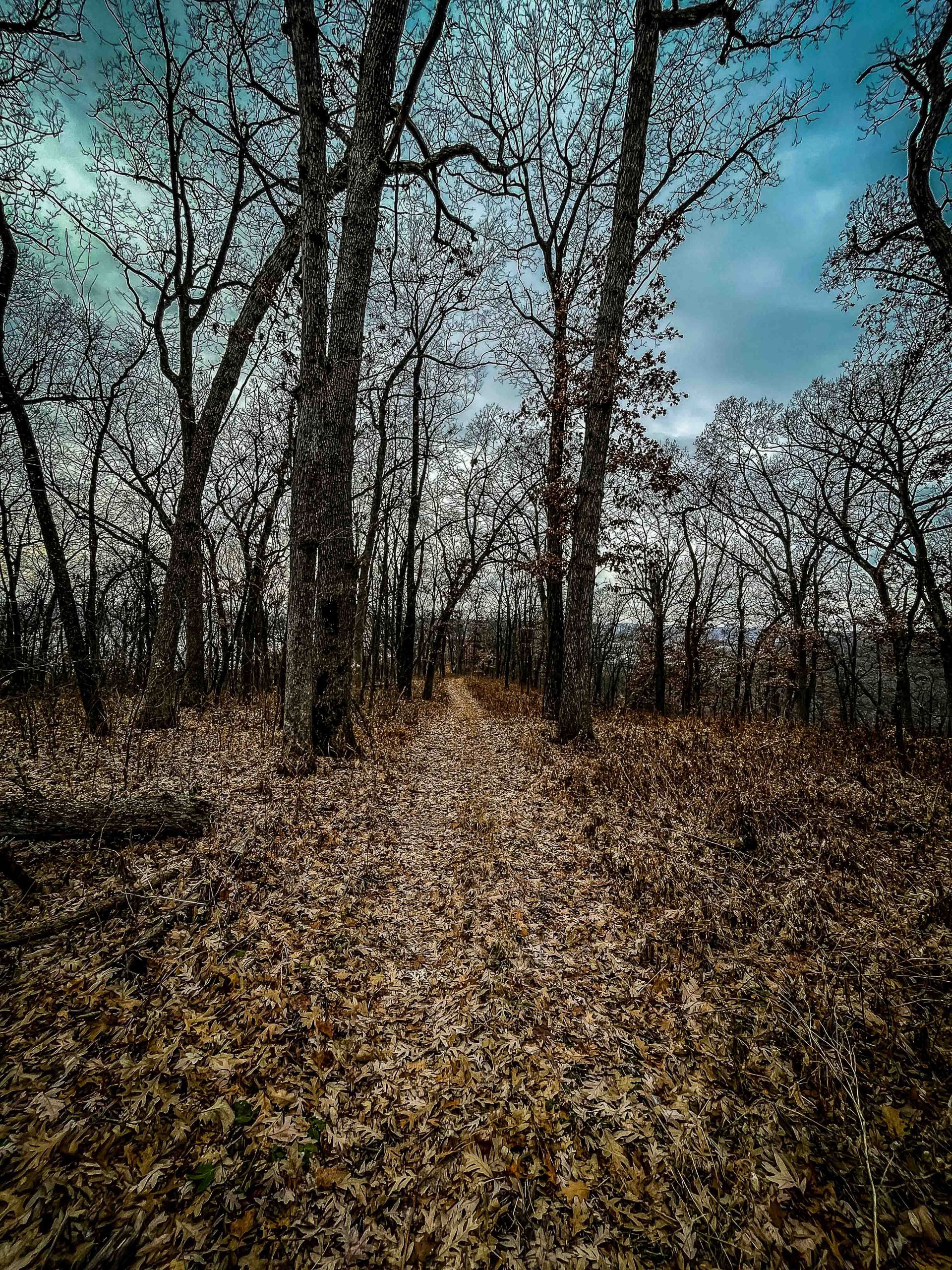 A trail, leading to the bluff at Rush Creek SNA